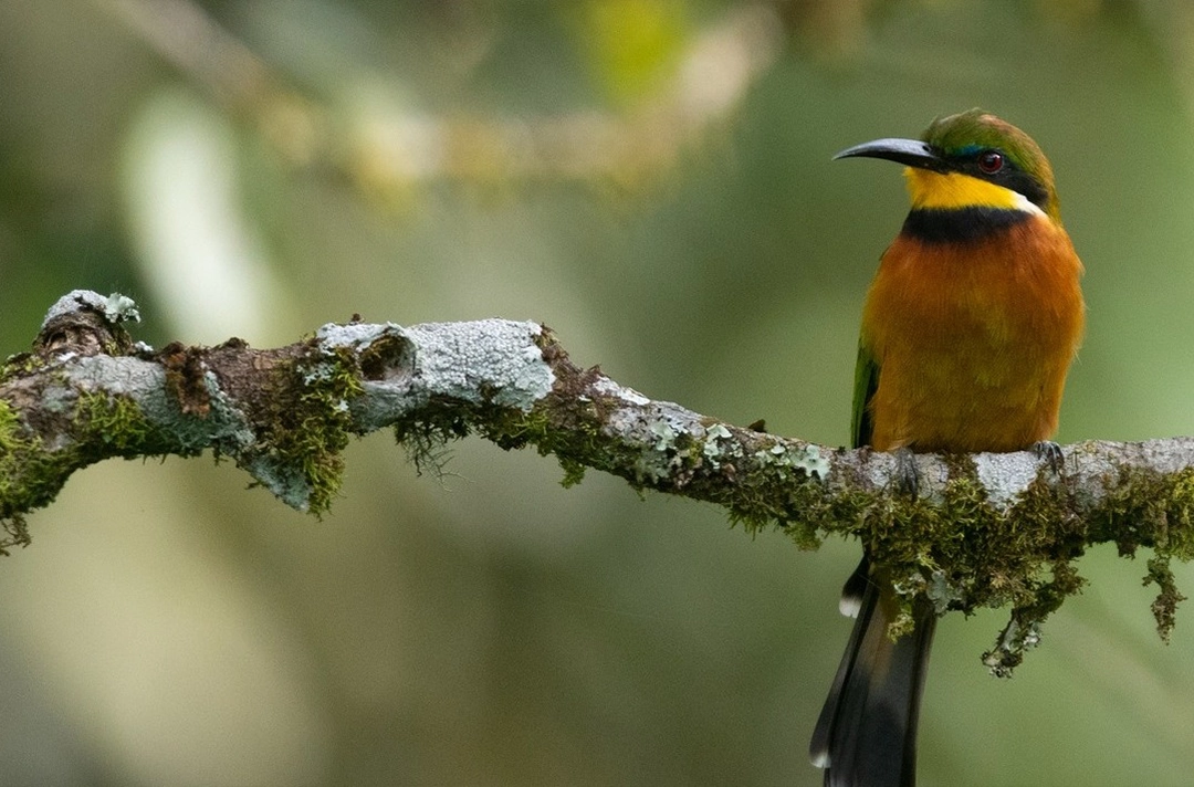 12 Days Rwanda Birding and Gorillas3