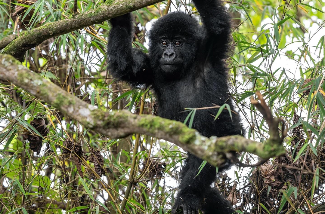 14 Days Luxury Primates & Wildlife