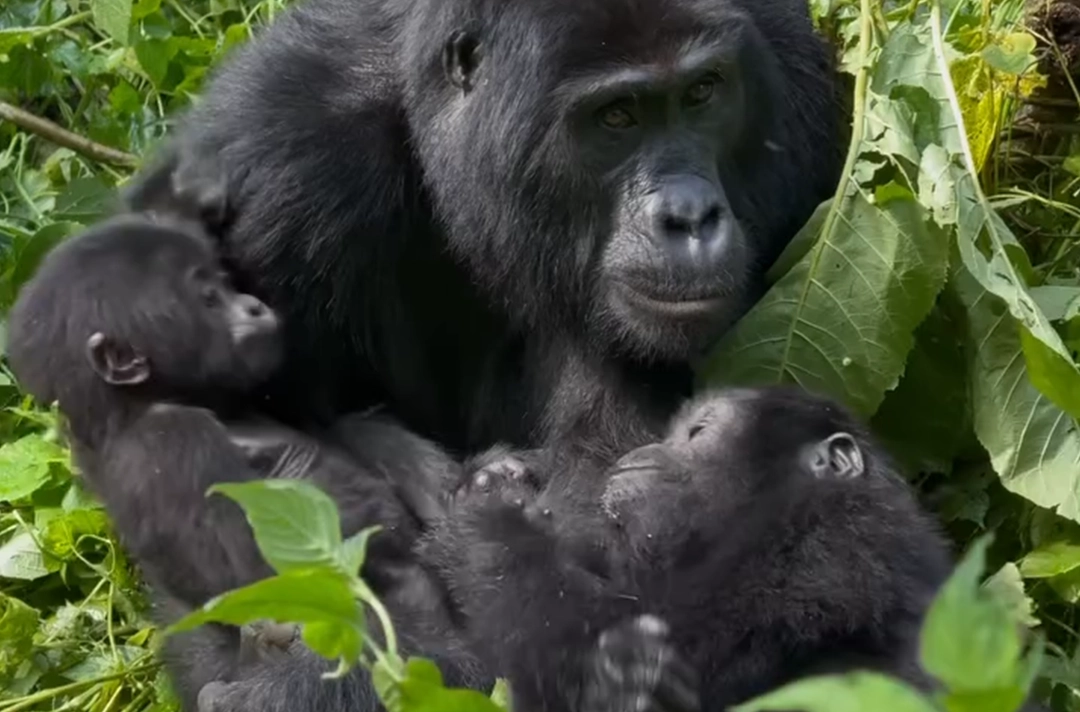 14 Days Rwanda & Tanzania Safari3