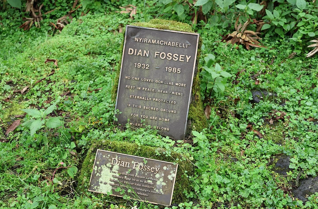 Golden Monkeys & Dian Fossey