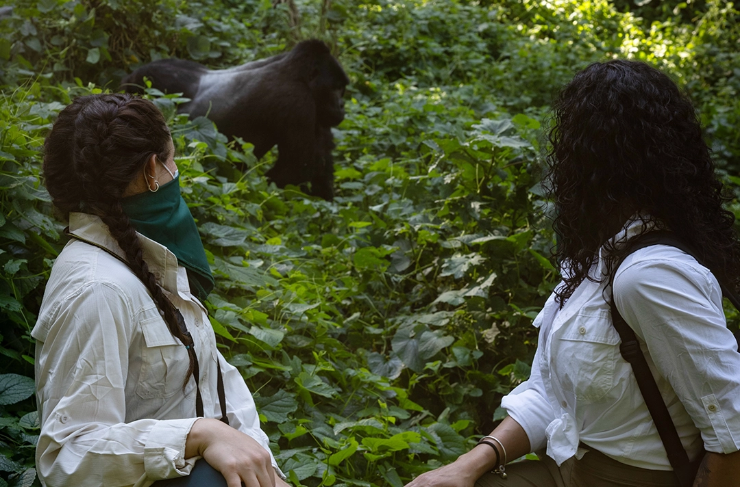 2 Days Rwanda Gorilla Trekking Tour