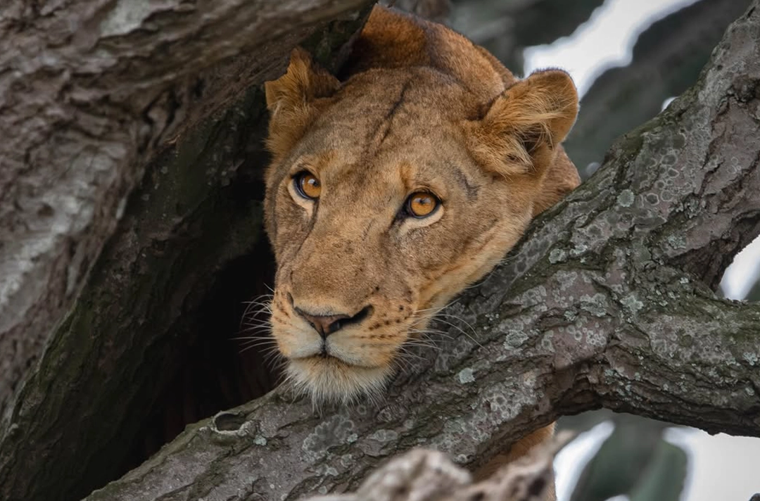 2-Week Uganda and Rwanda Safari