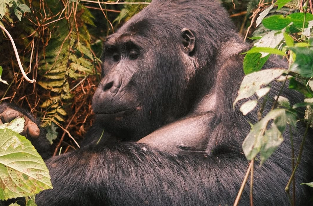 21 Days Uganda Rwanda Kenya