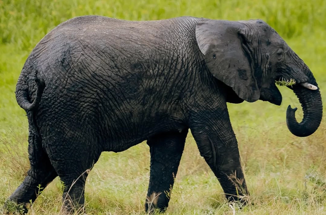 3 Days Kigali & Akagera Safari