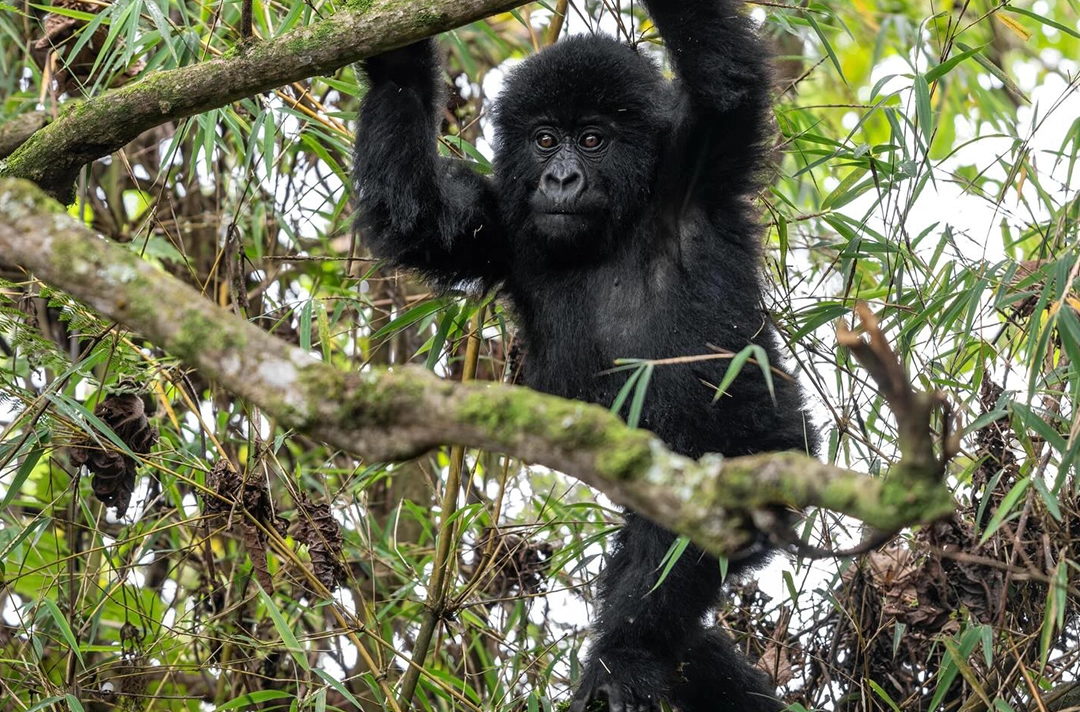 3 Days Rwanda Gorilla Tracking Safari