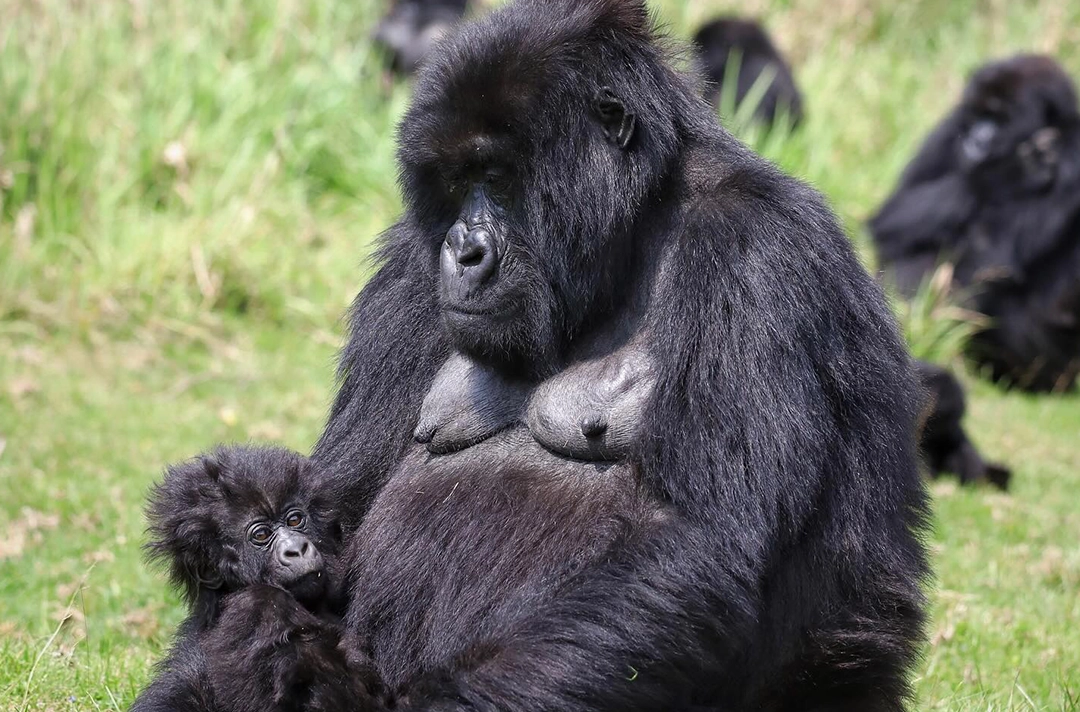 3 Days Rwanda Primate Tracking
