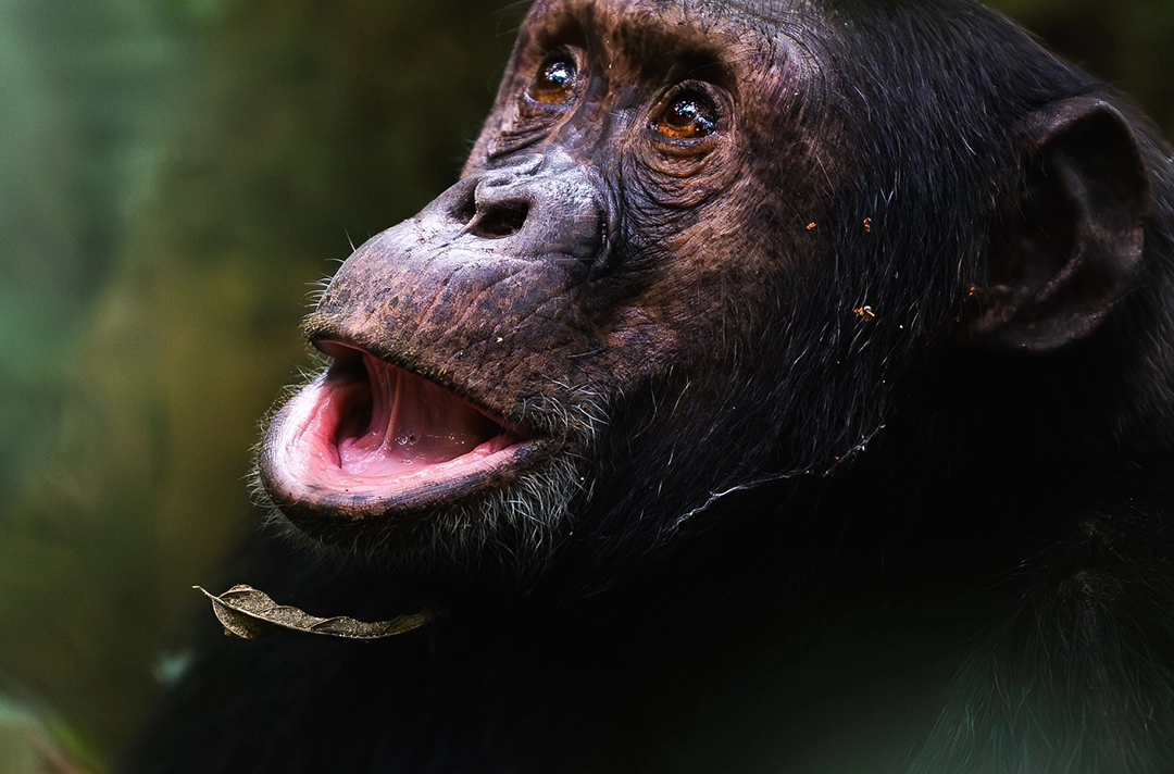 4 Days Nyungwe & Lake Kivu