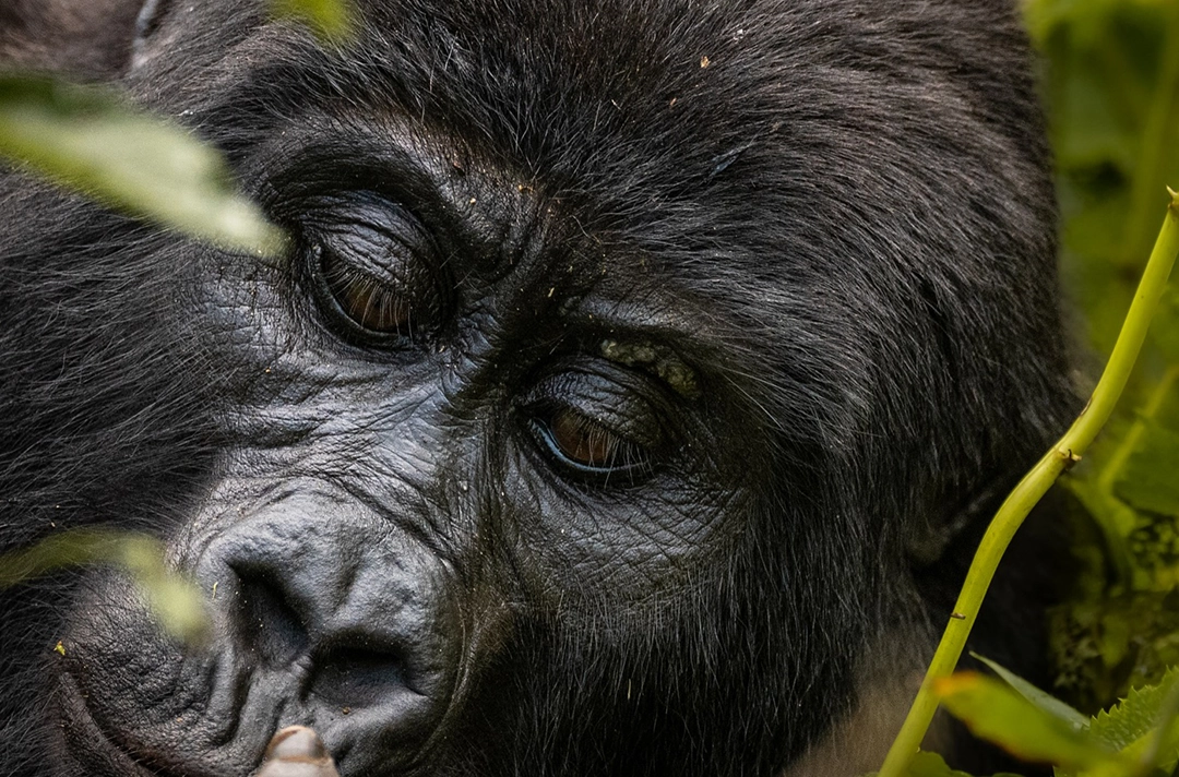 4 Days Rwanda Gorilla Safari in Volcanoes National Park
