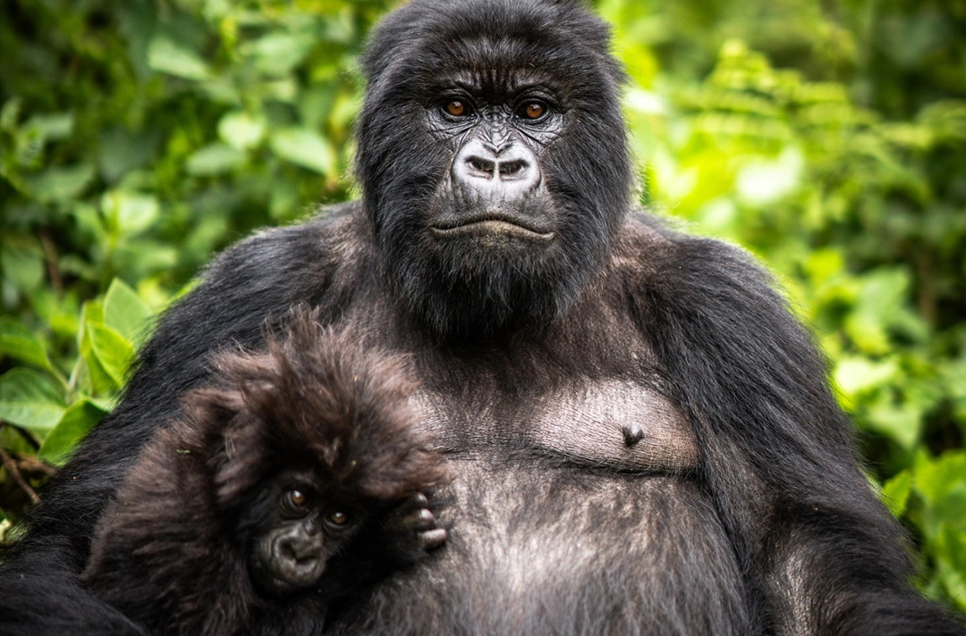 4 Days Rwanda Gorillas & Wildlife