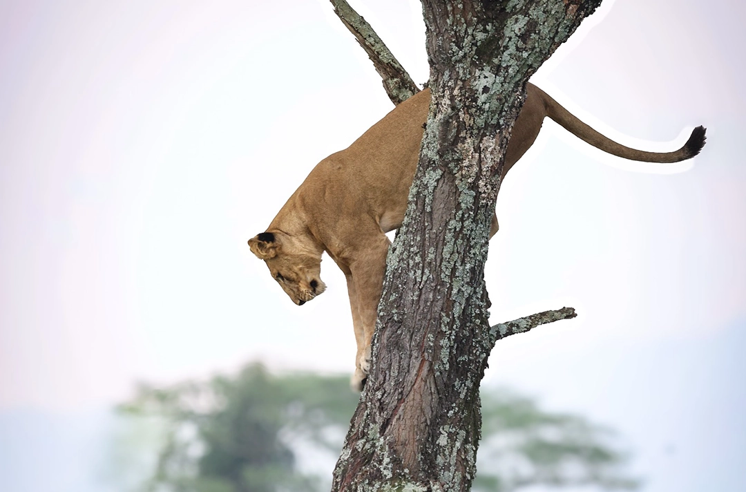 5 Days Uganda and Rwanda Safari