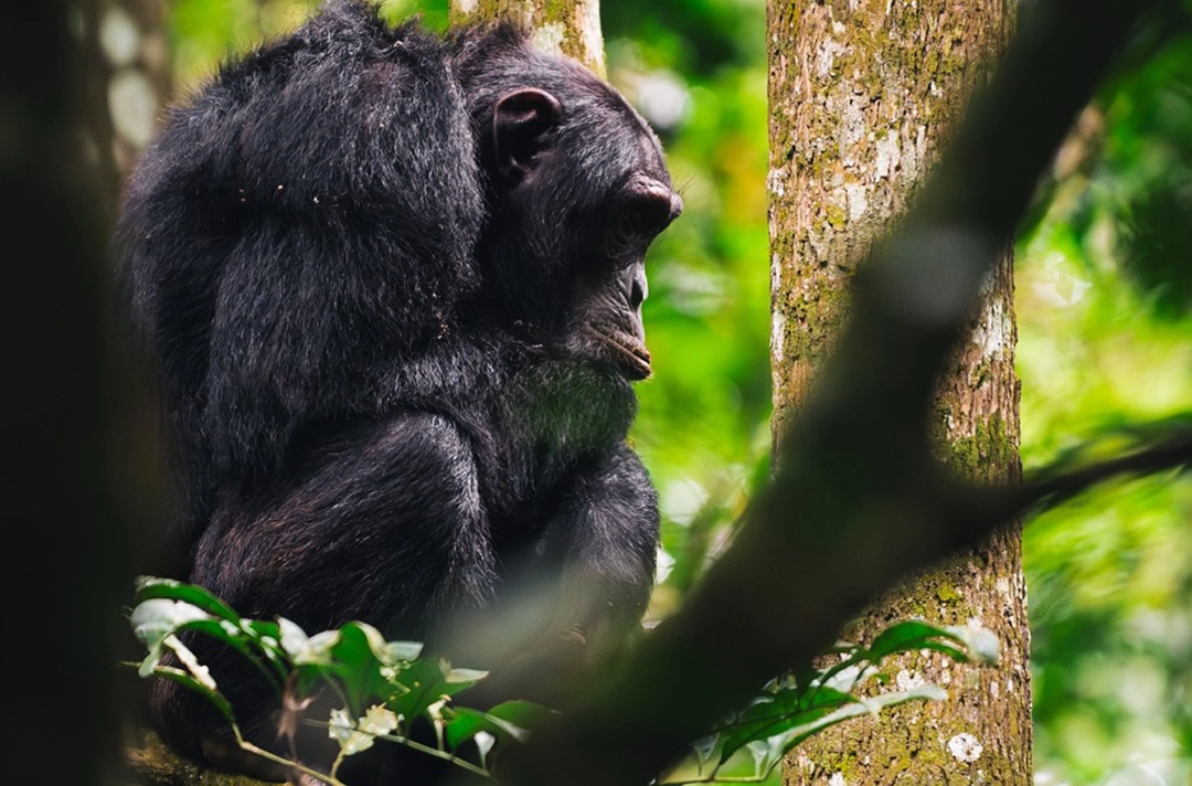 5 Days Uganda and Rwanda Safari