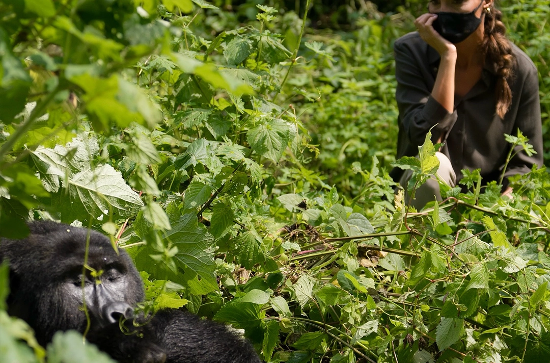 6 Days Gorillas & Big Fives