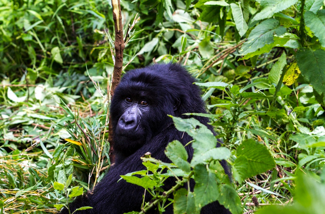 6 Days Rwanda Primate Tour