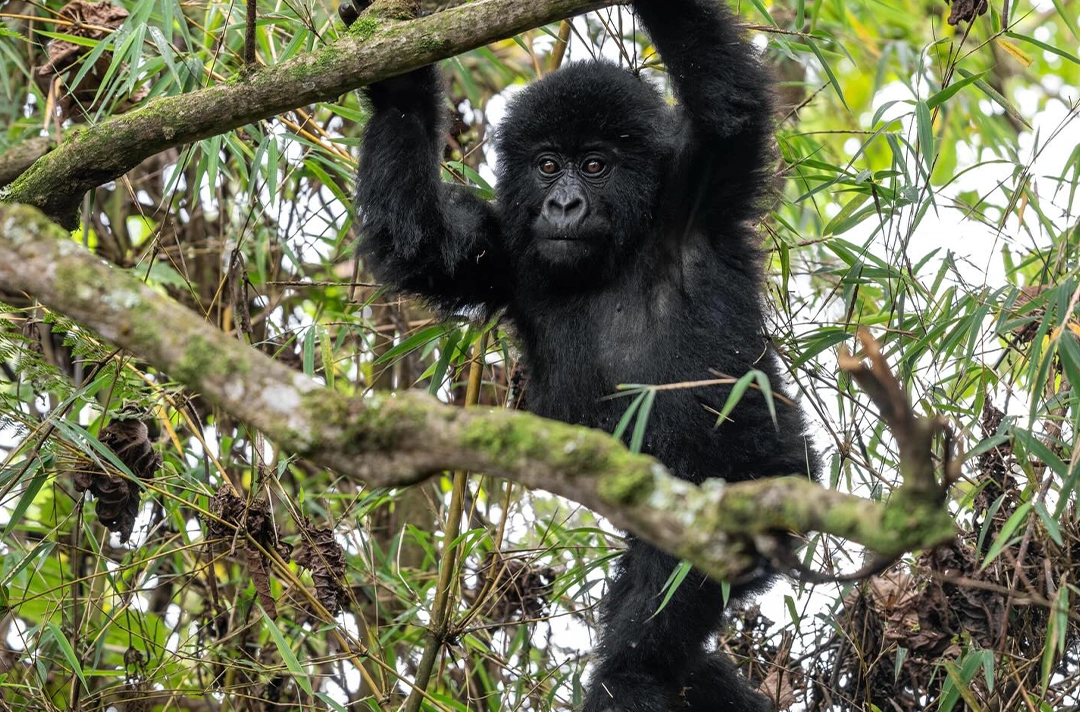 6 Days Rwanda and Tanzania Safari