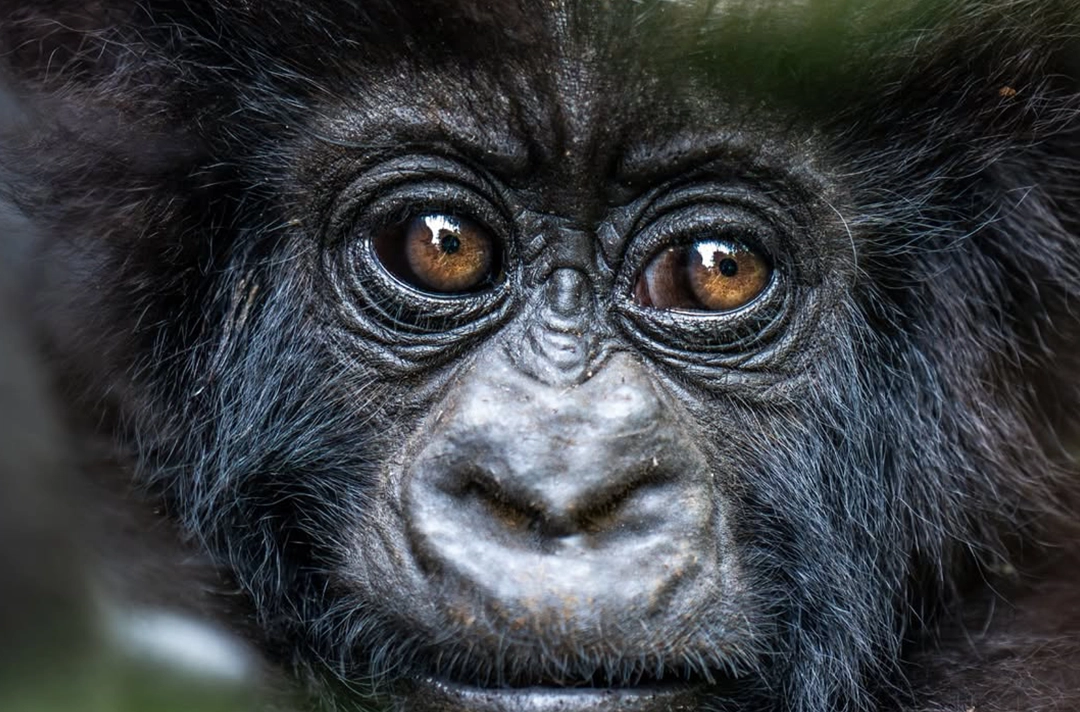 7 Days Best of Rwanda Tour