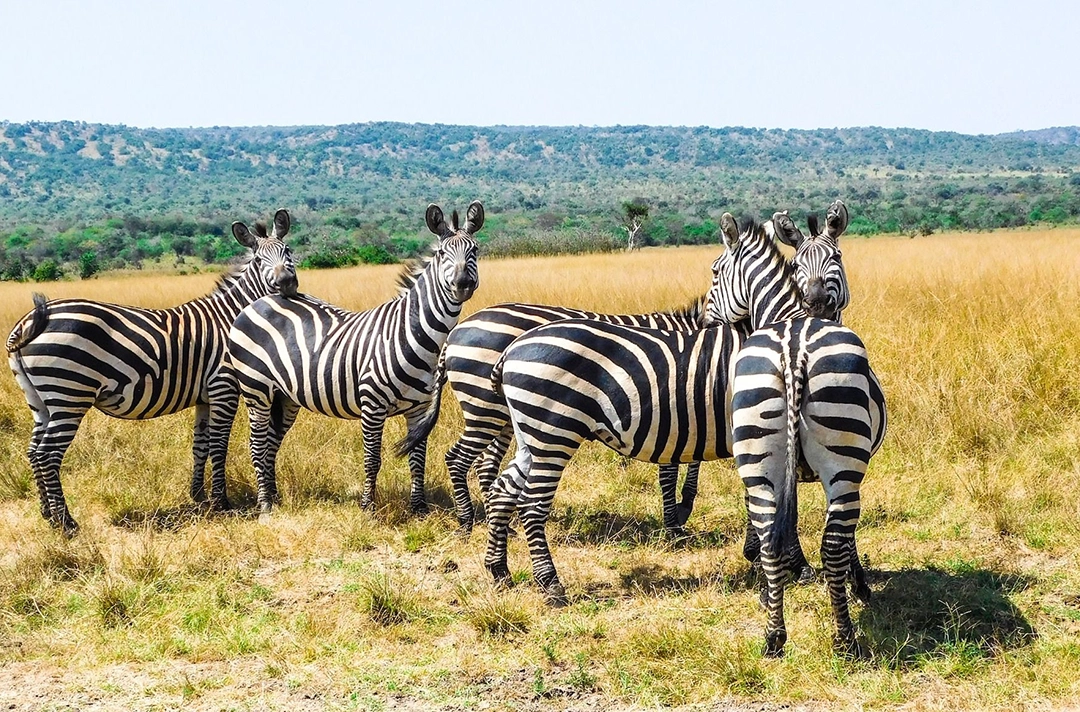 7 Days Experience Rwanda Safari