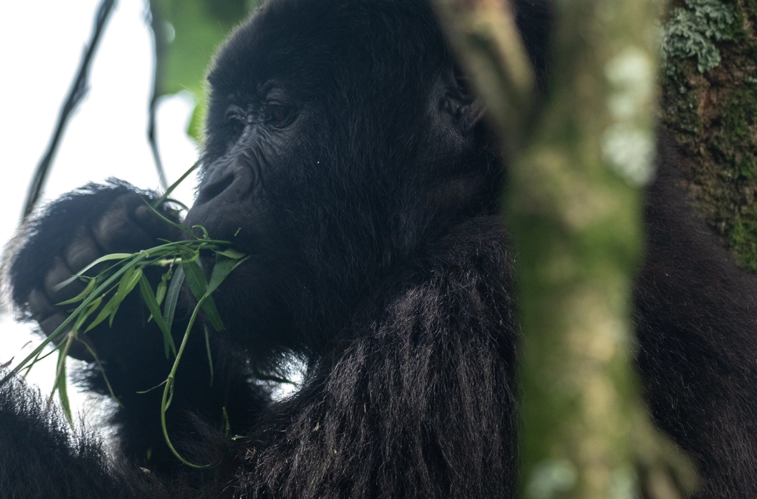 7 Days Rwanda Primates & Wildlife