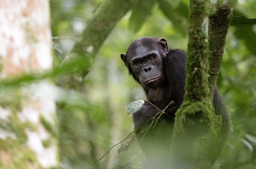 7 Days Rwanda Primates & Wildlife