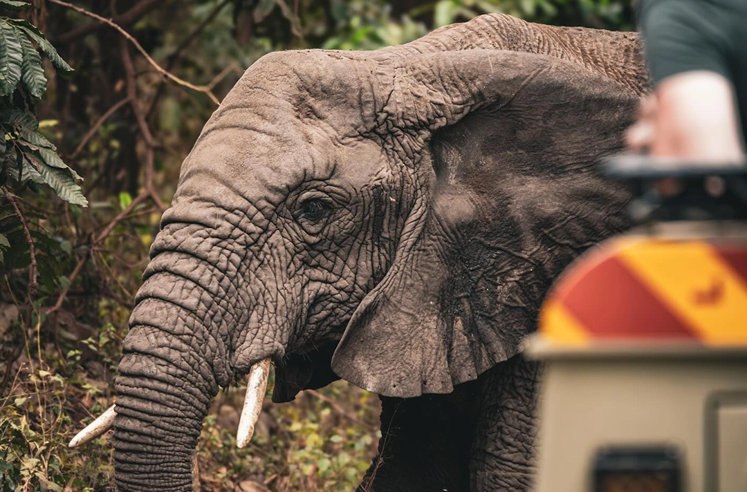 7 Days Rwanda Safari