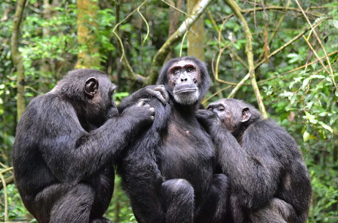 8 Days Rwanda Safari
