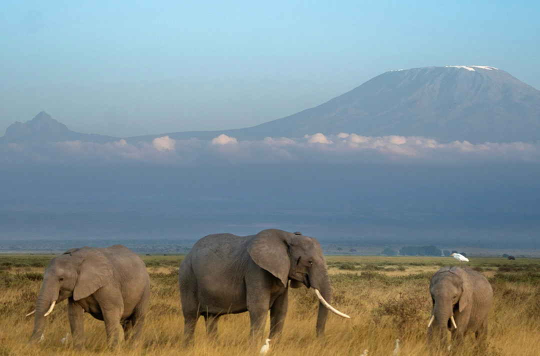 9 Days Kenya & Rwanda Safari