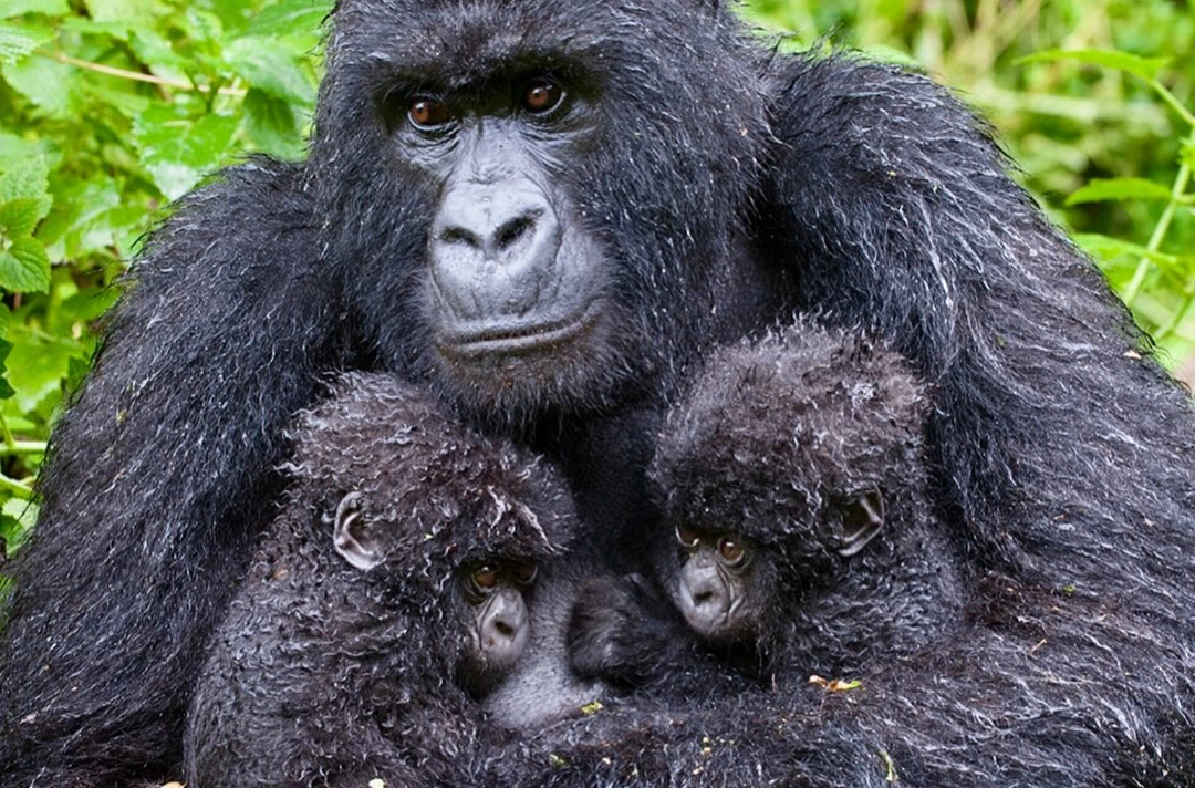 9 Days Rwanda Cultural Safari