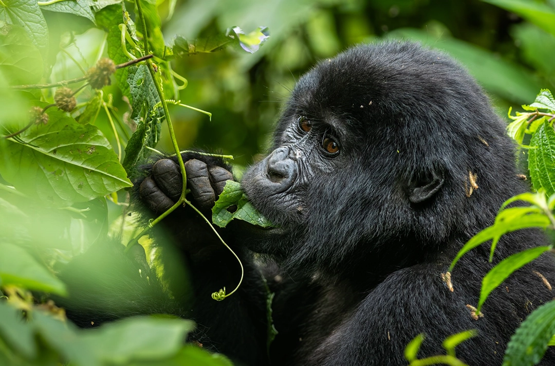 9 Days Rwanda Ultimate Safari