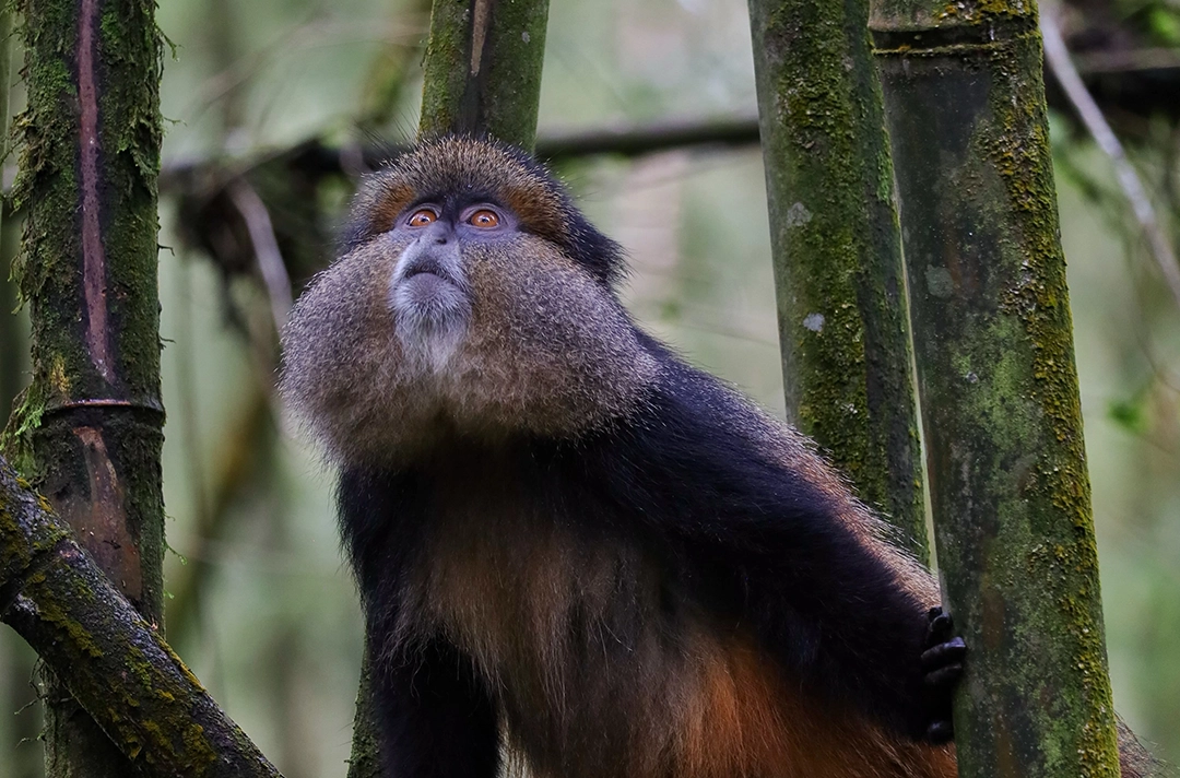 9 days Uganda Rwanda Gorilla Safari
