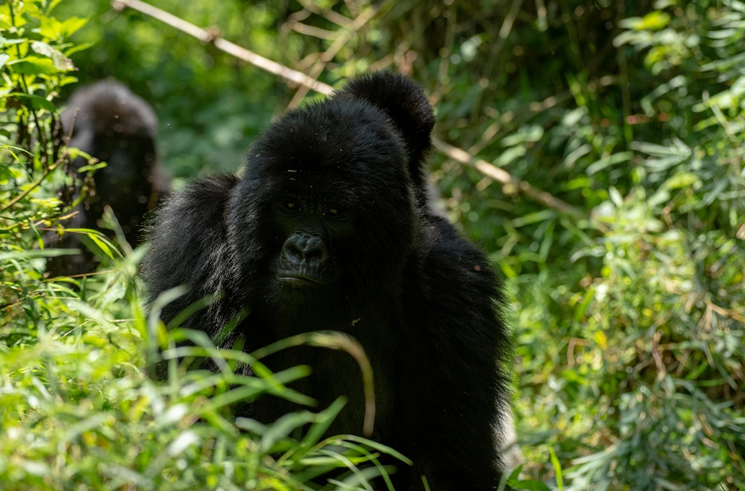 Best Rwanda Safari Adventure