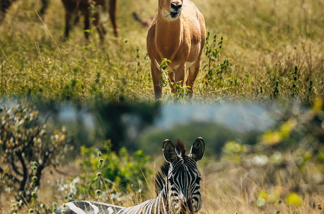 Best Rwanda Safari Adventure
