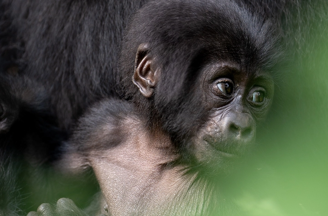 Complete Uganda Rwanda Expedition