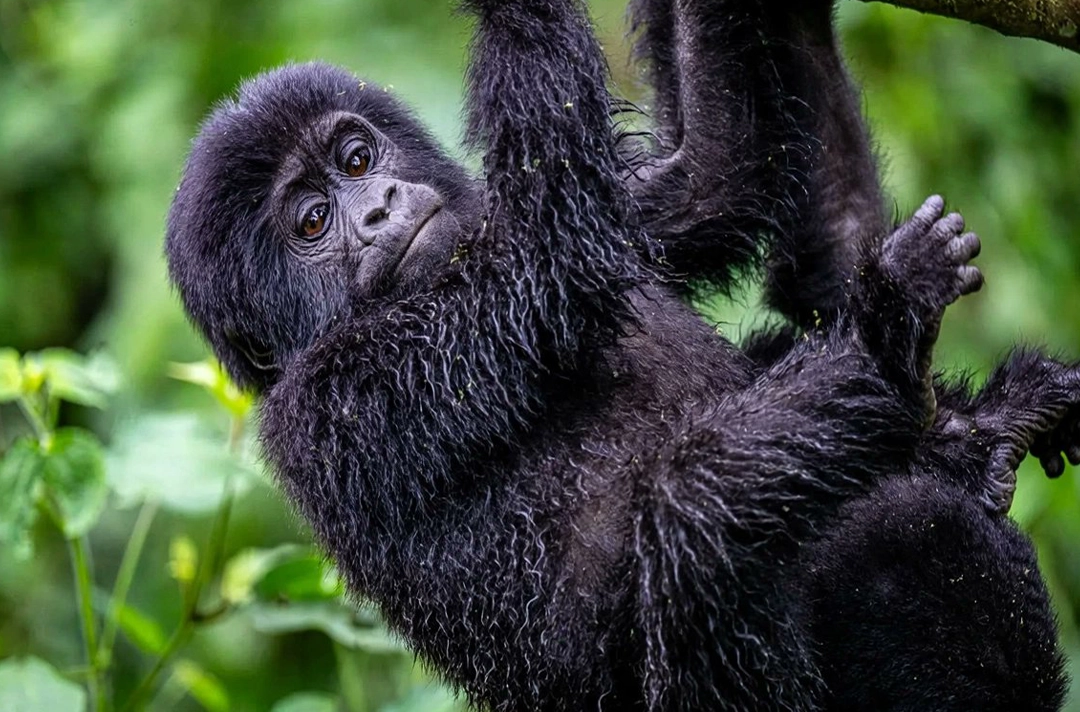 Kenya Rwanda Gorilla Safari