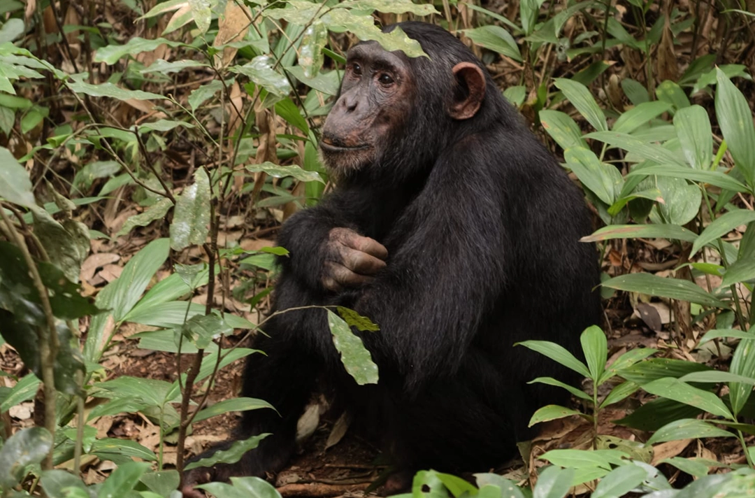 Rwanda Authentic Safari Experience