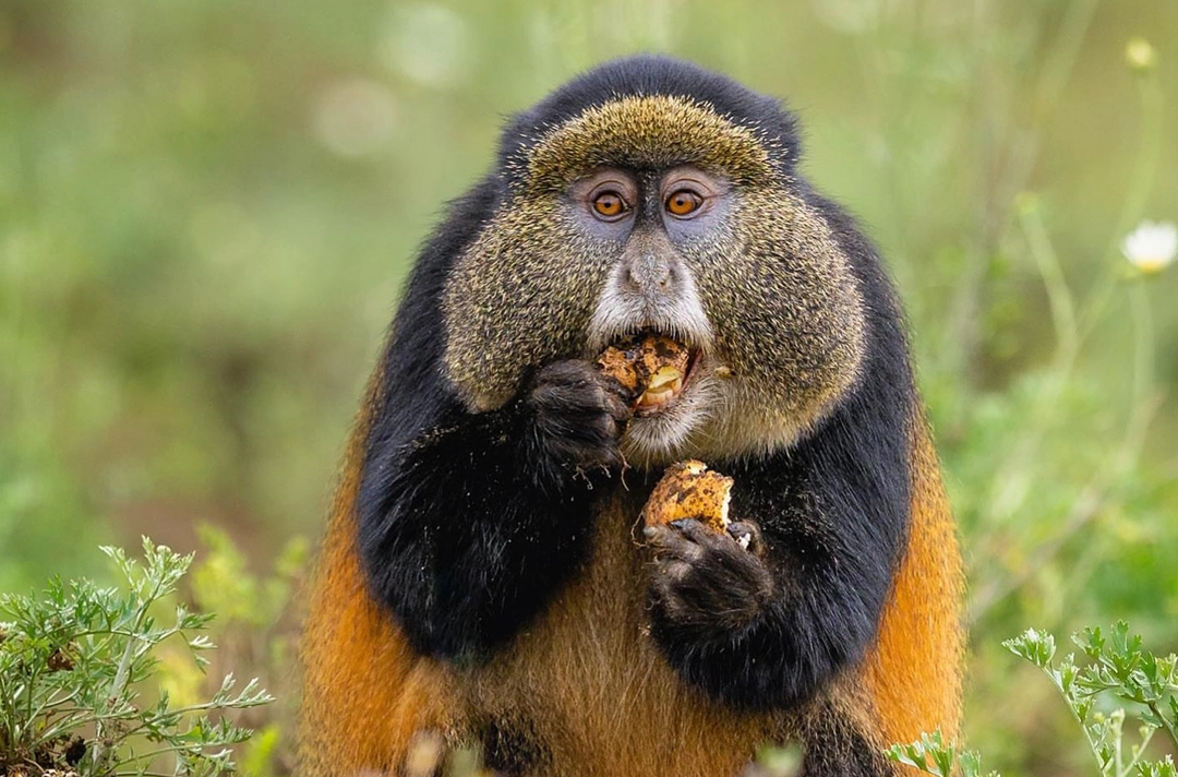 Rwanda Honeymoon Safari