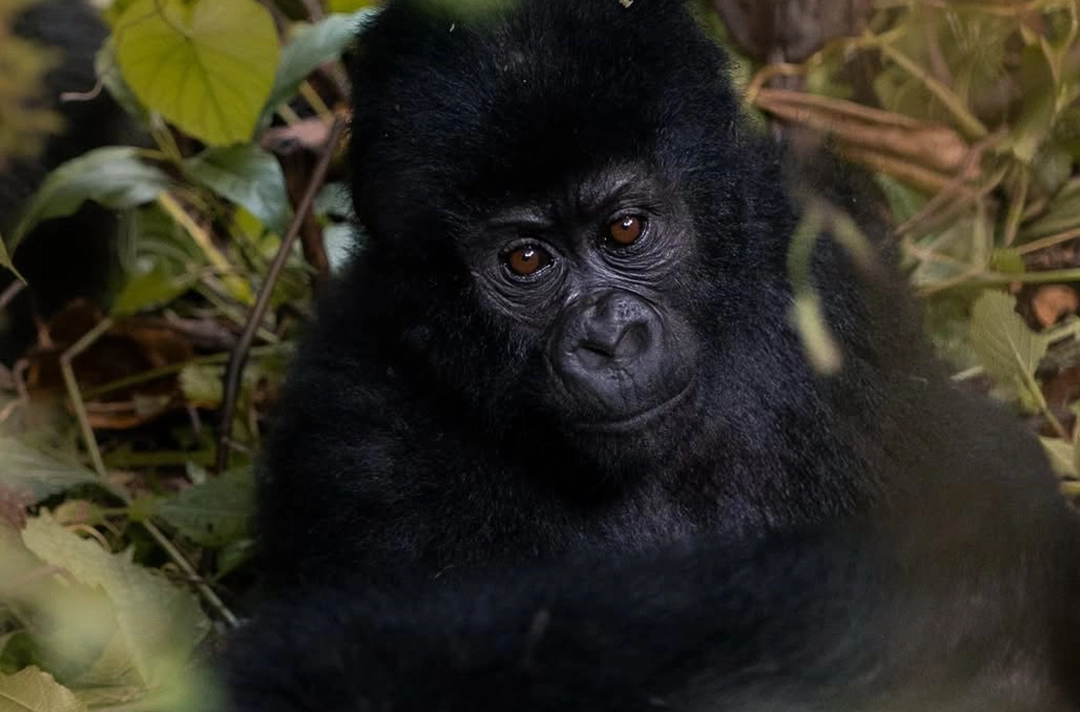 Rwanda Primate Discovery Safari