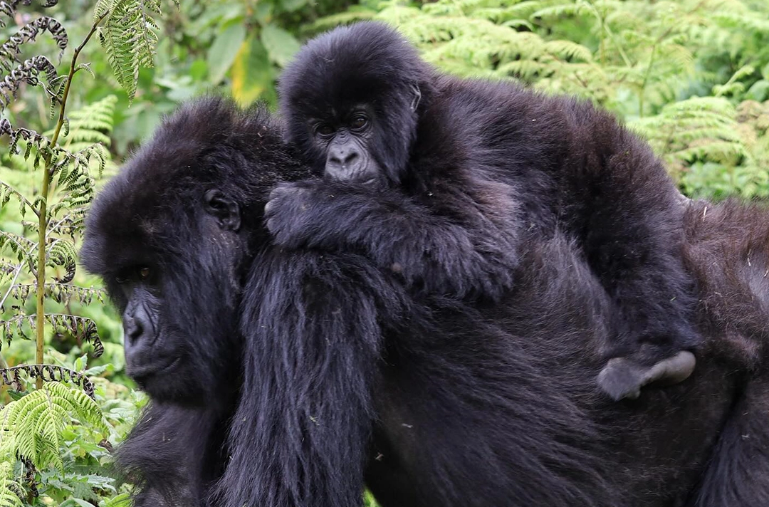 Rwanda Tanzania Luxury Safari