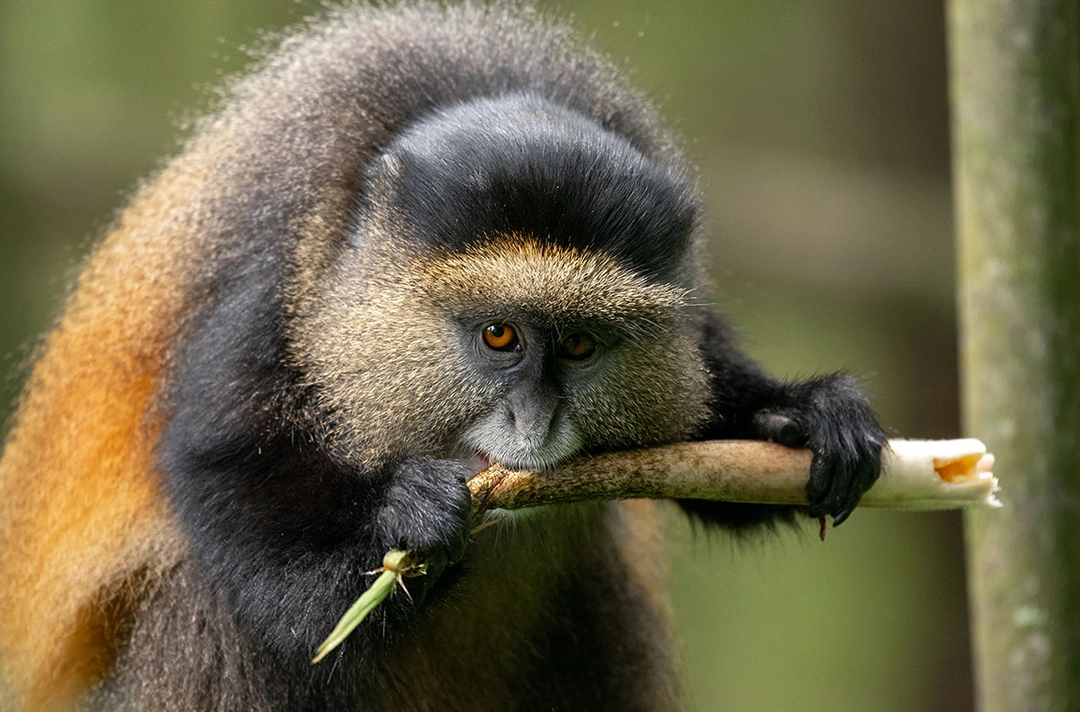 Uganda Rwanda Primate Safari