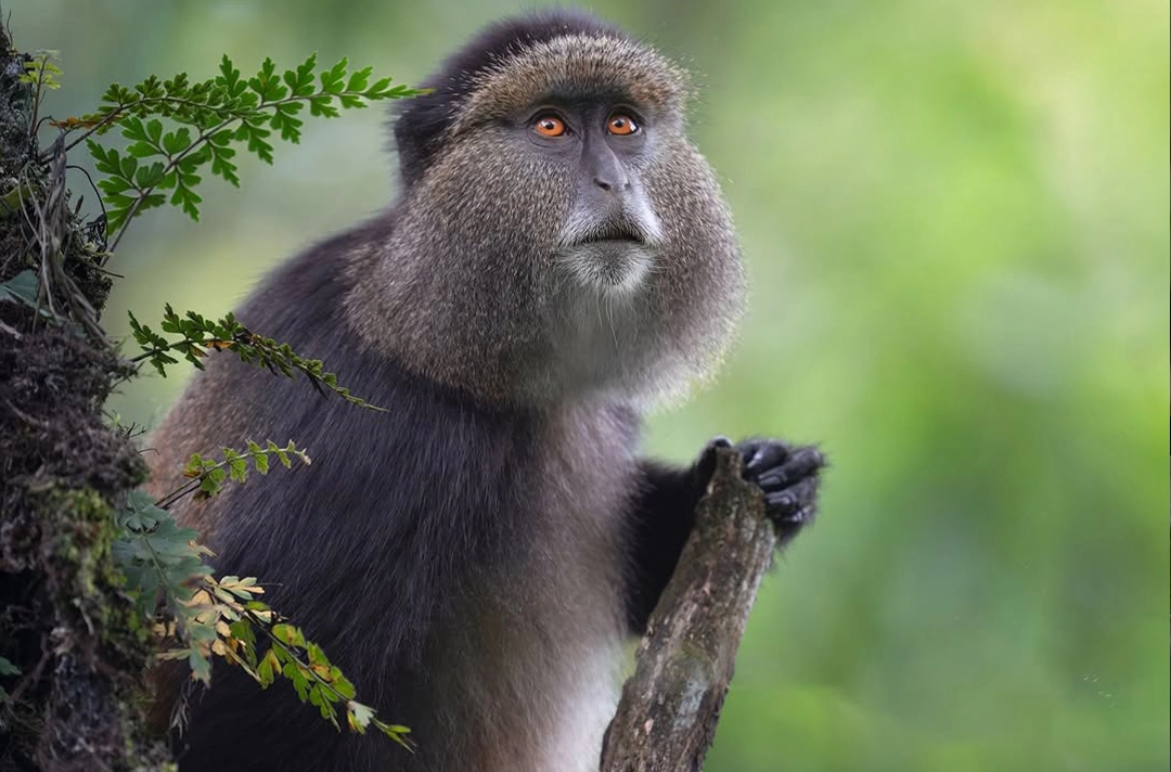 Uganda Rwanda Wildlife Adventure
