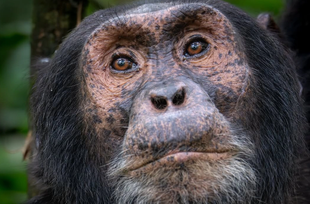 Uganda Rwanda Wildlife Adventure