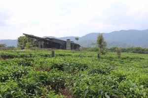 Nyungwe Forest Lodge4
