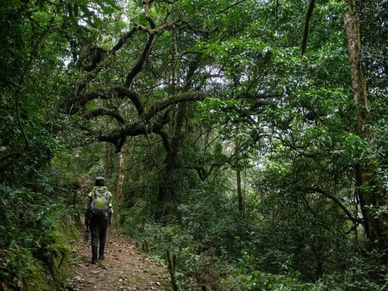 Nature Trails in Nyungwe Forest National Park