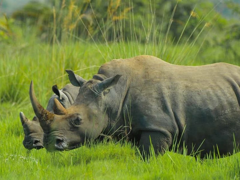 rhinos.jpg